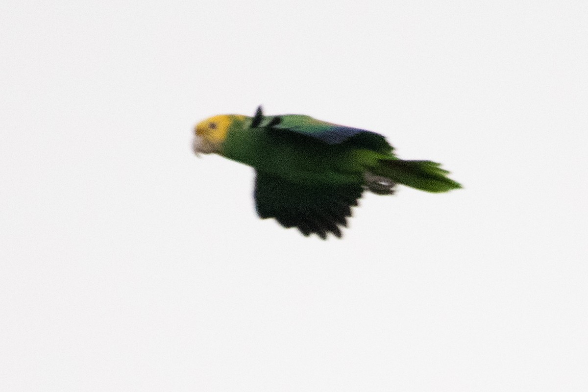 Yellow-headed Parrot - ML309652151