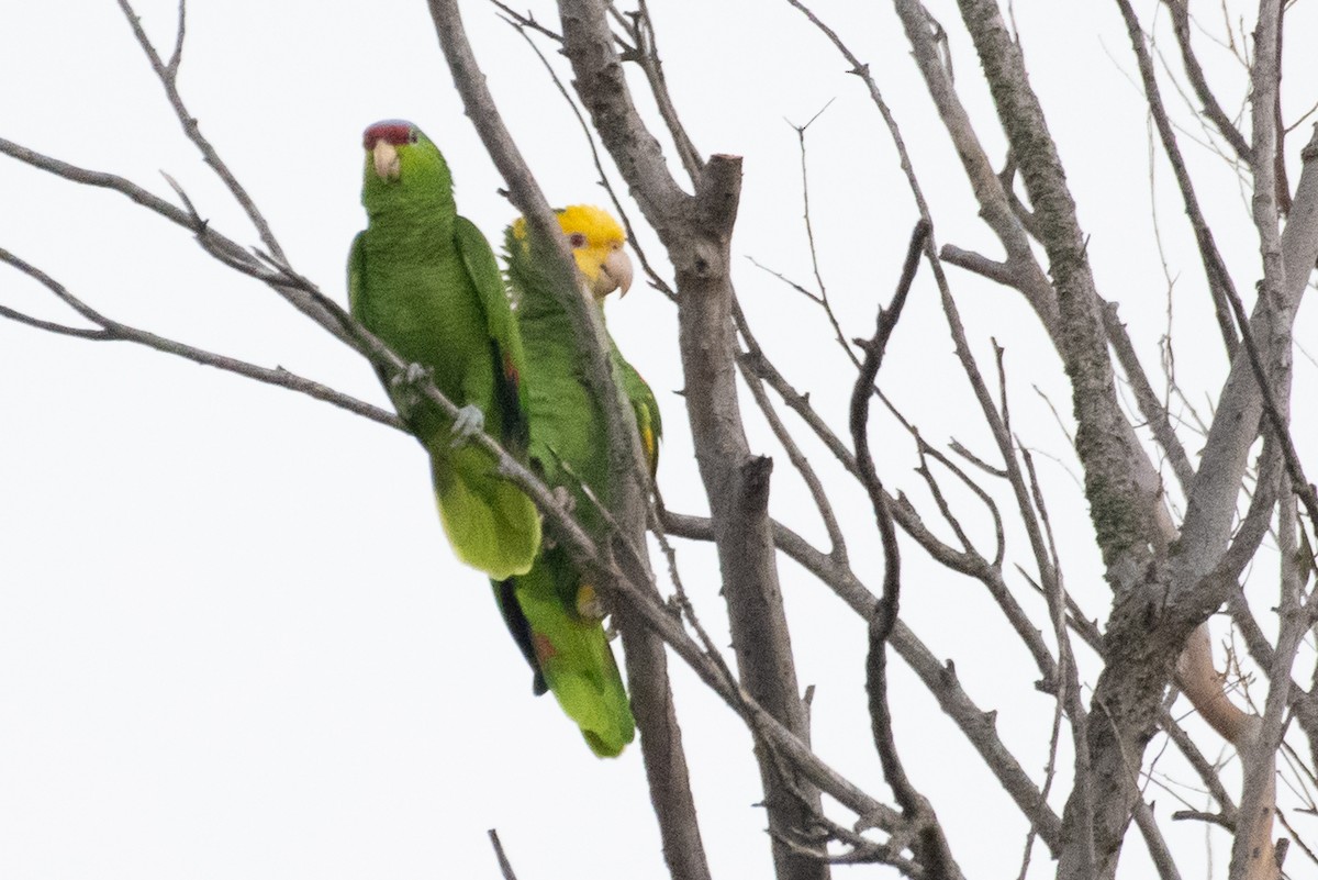 Yellow-headed Parrot - ML309652161