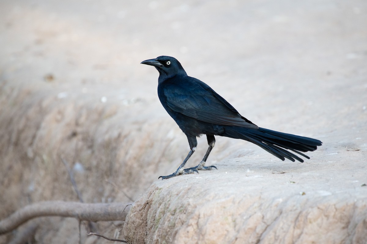 Great-tailed Grackle - ML309652361