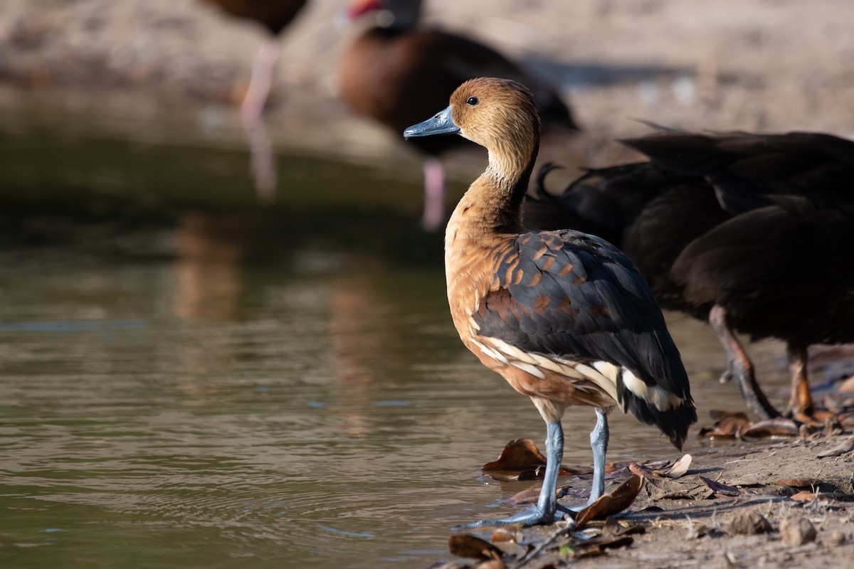 Fulvous Whistling-Duck - Adam Jackson