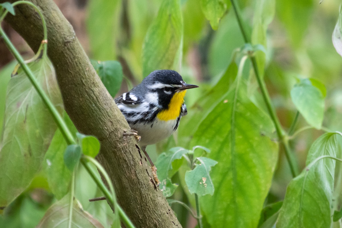 Yellow-throated Warbler - ML309652501