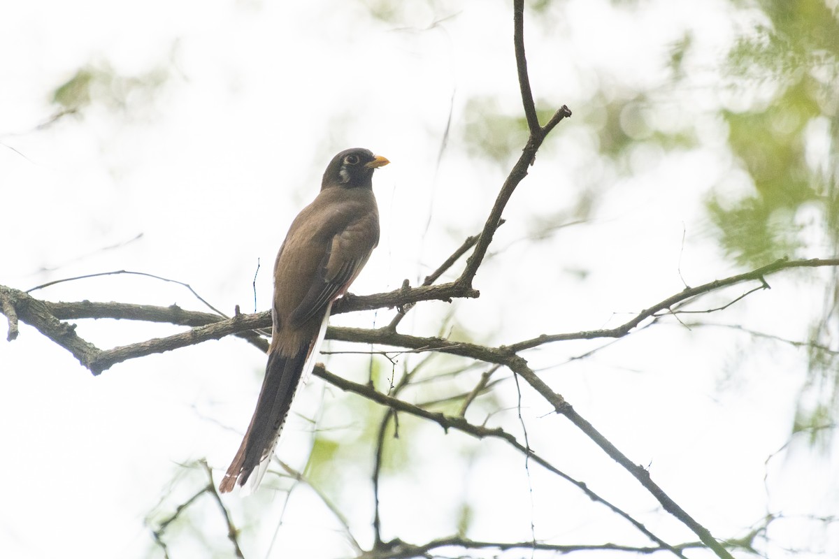 Elegant Trogon - ML309652531