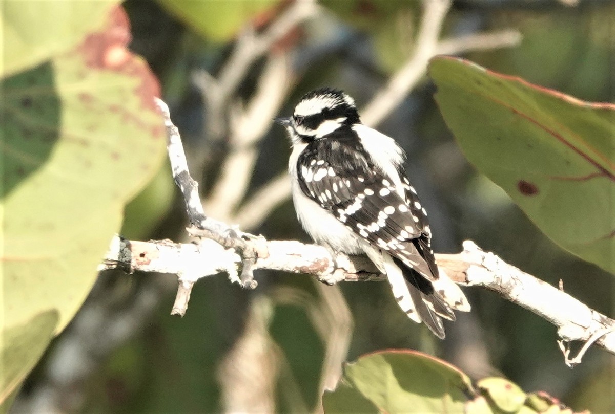 Downy Woodpecker - ML309652591