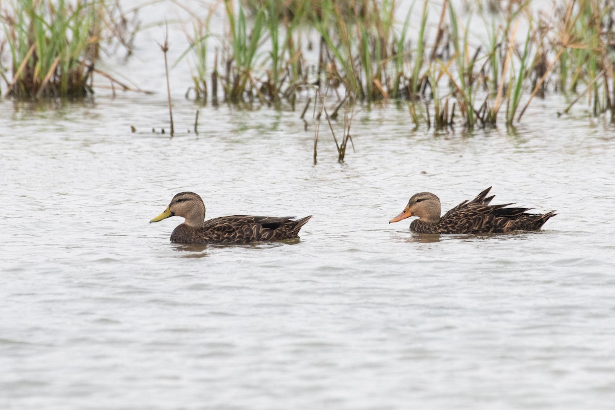 Mottled Duck - ML309652781