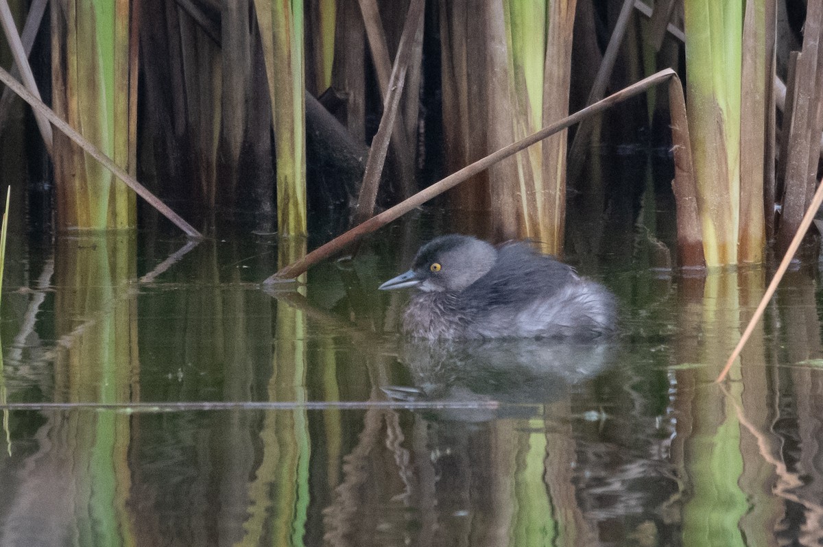 Least Grebe - ML309652871