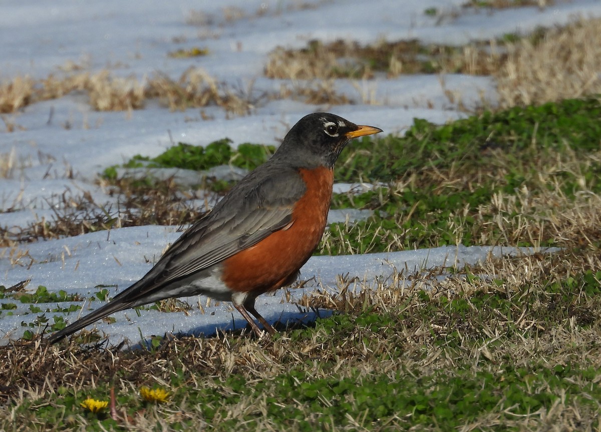 American Robin - ML309653091