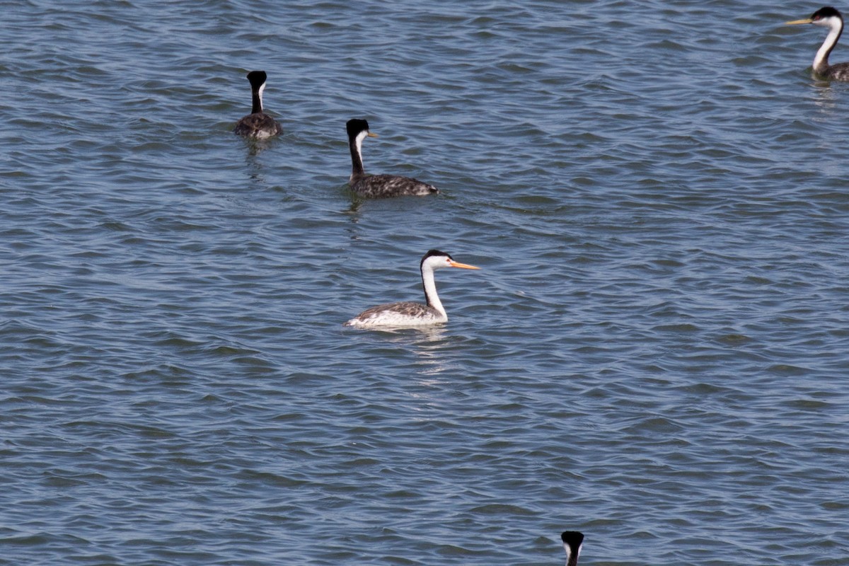 Clark's Grebe - Linda Rudolph