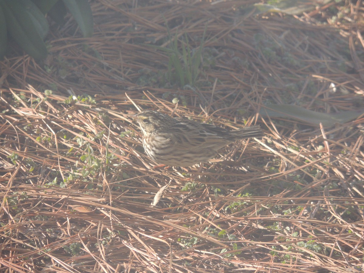 Savannah Sparrow - ML309655371
