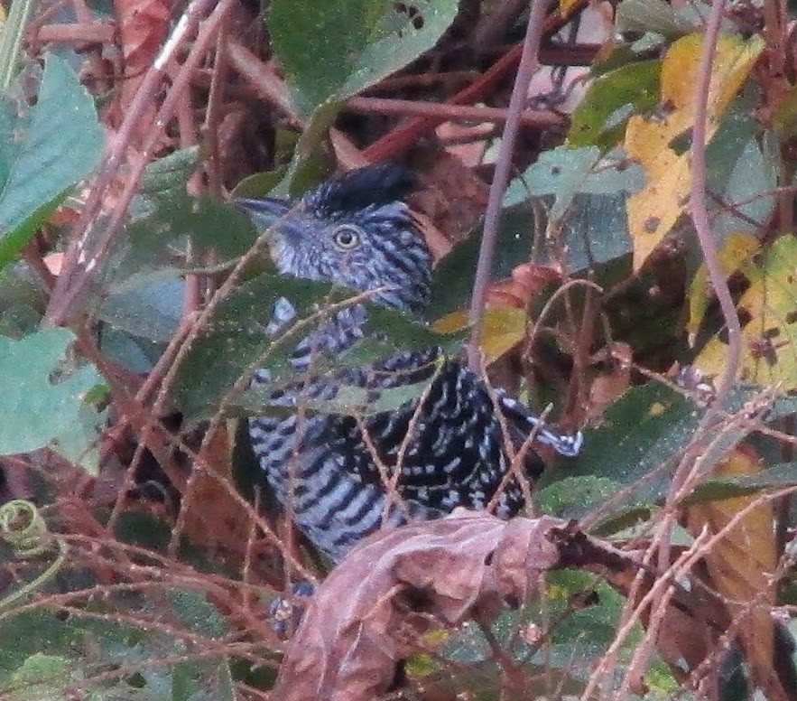 Barred Antshrike - Liz del Valle Pernía