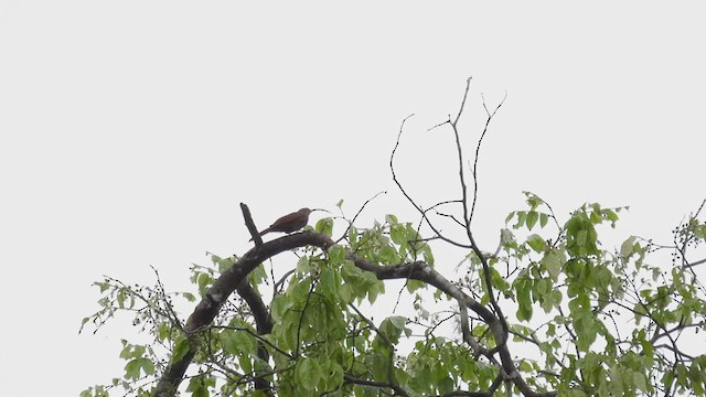 Red-billed Scythebill - ML309655561