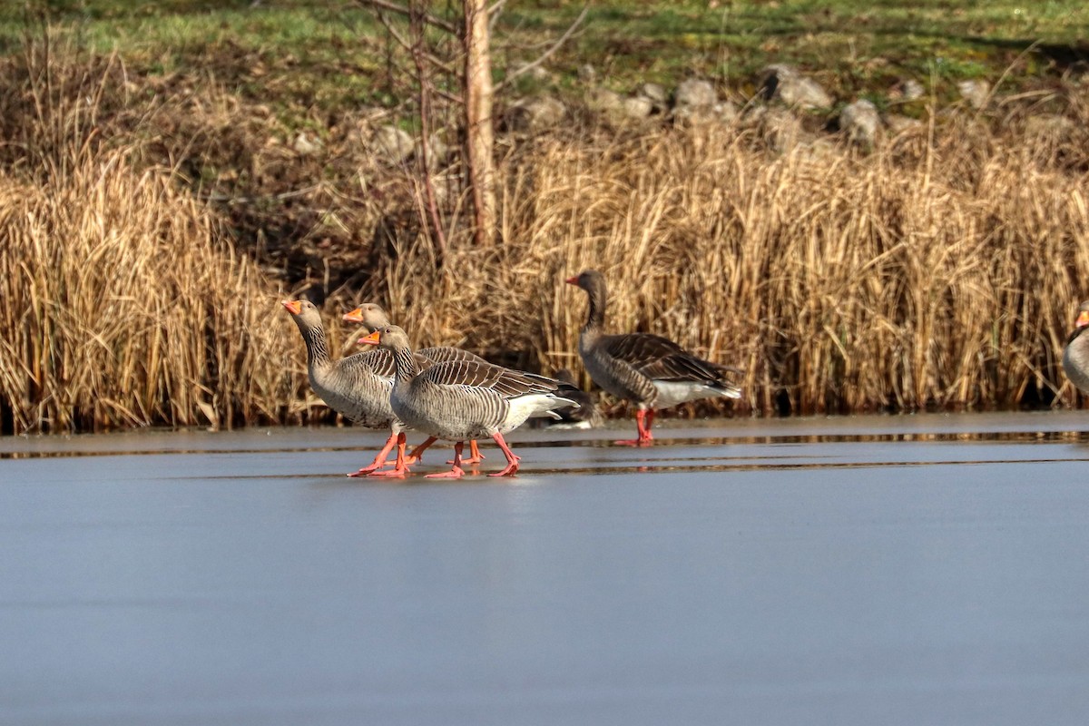 Graylag Goose - ML309655771