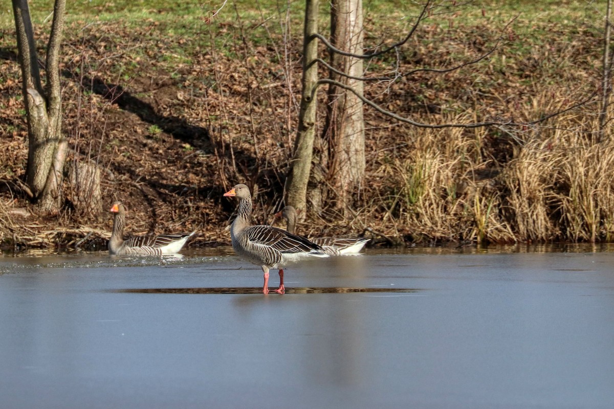 Graylag Goose - ML309655781