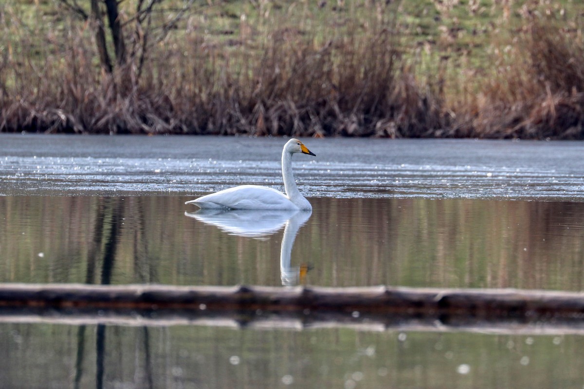 Whooper Swan - ML309655831