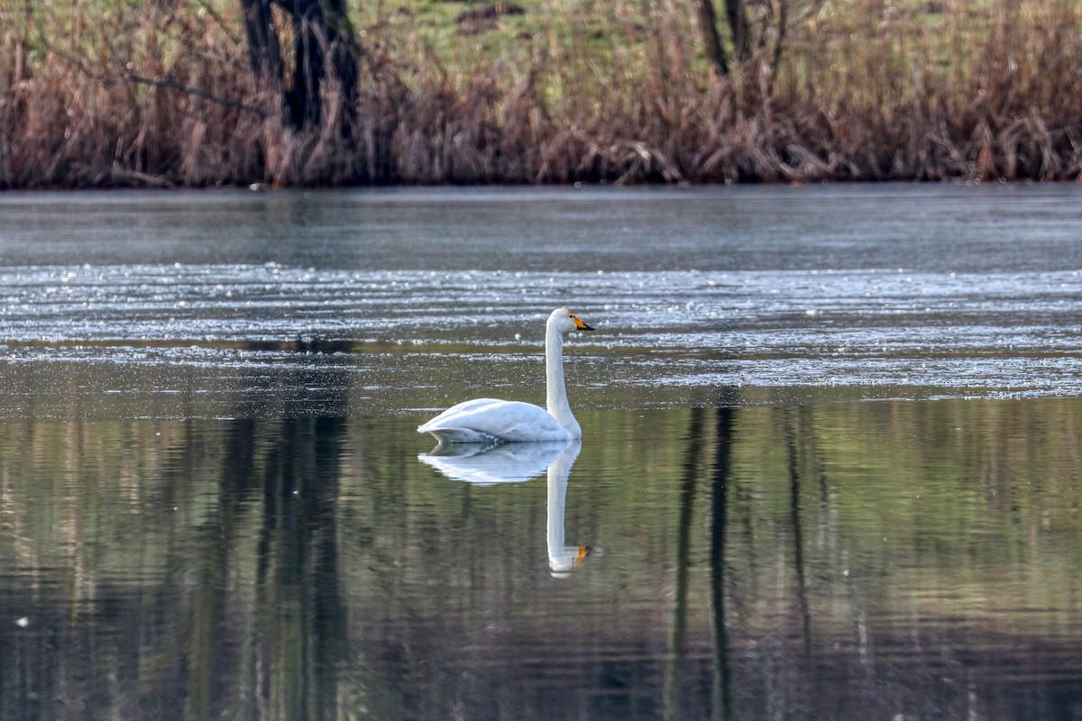 Whooper Swan - ML309655841