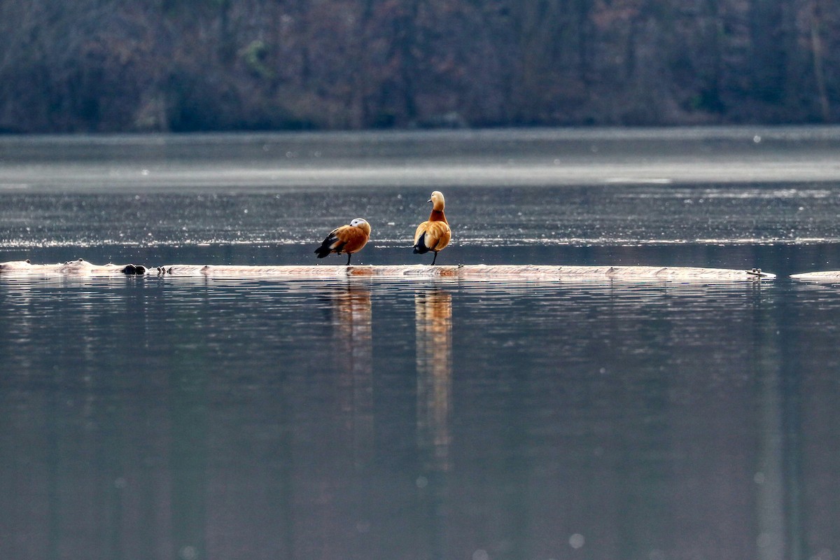 Ruddy Shelduck - ML309655871