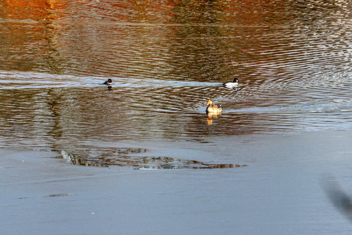 Common Goldeneye - ML309655901