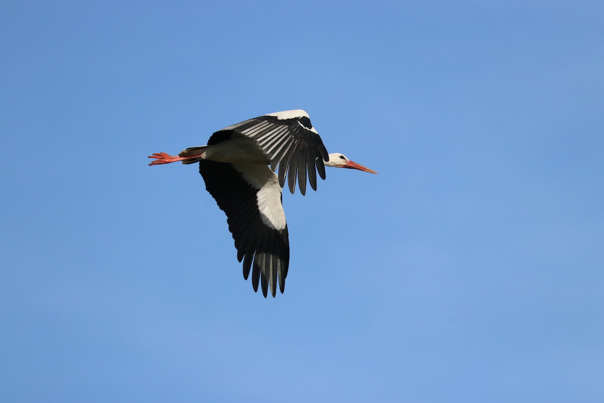 White Stork - ML309656101