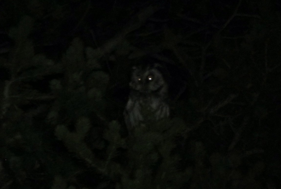 Boreal Owl - ML309656301