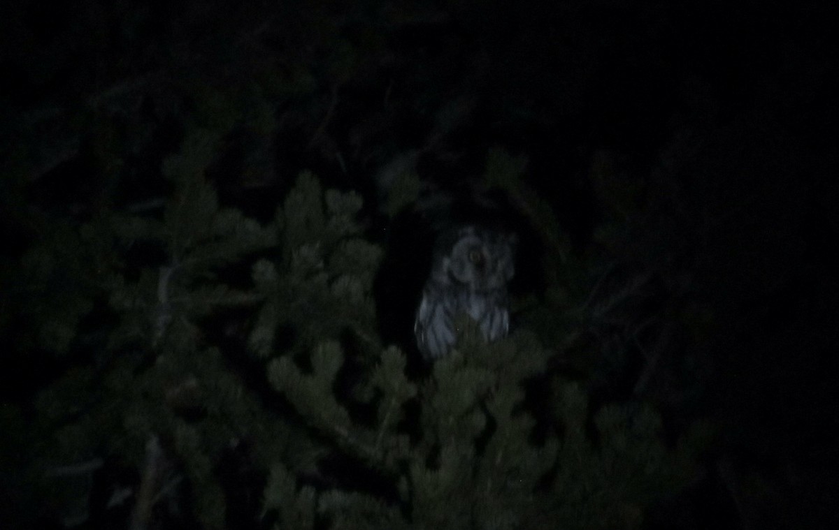 Boreal Owl - ML309656311