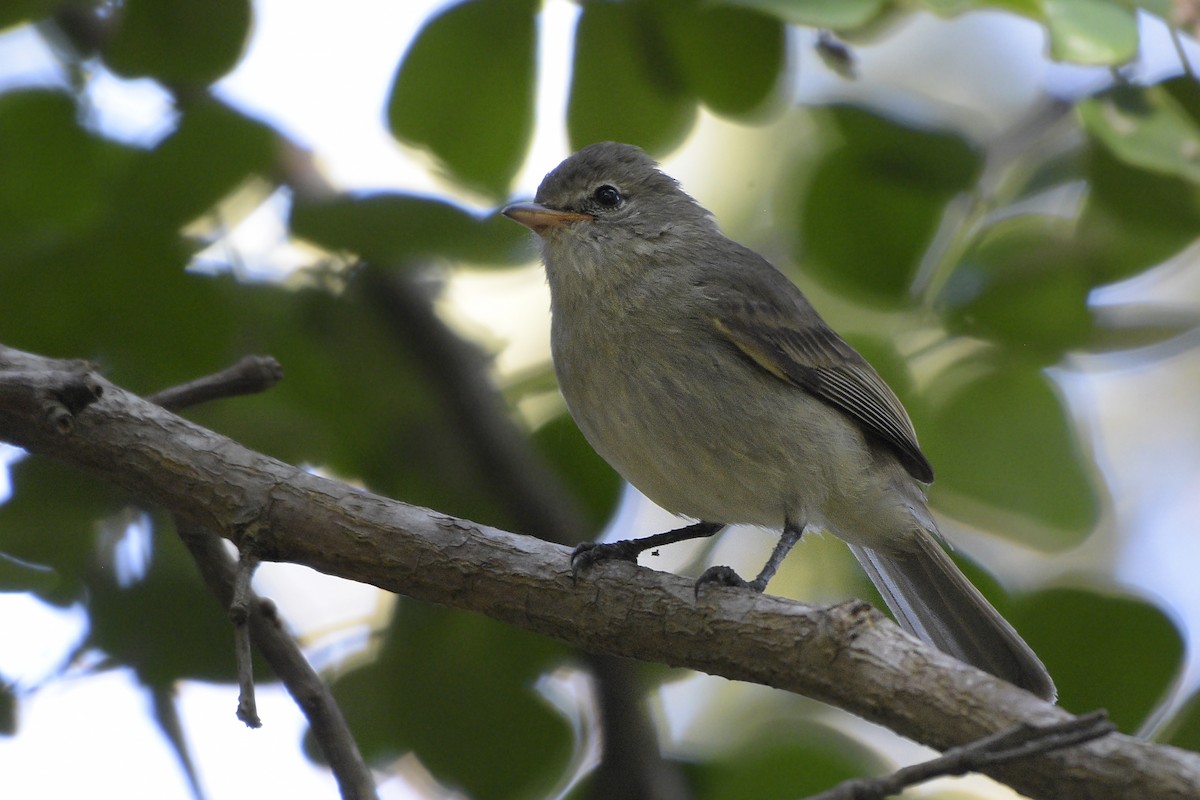 Northern Beardless-Tyrannulet - ML309656491