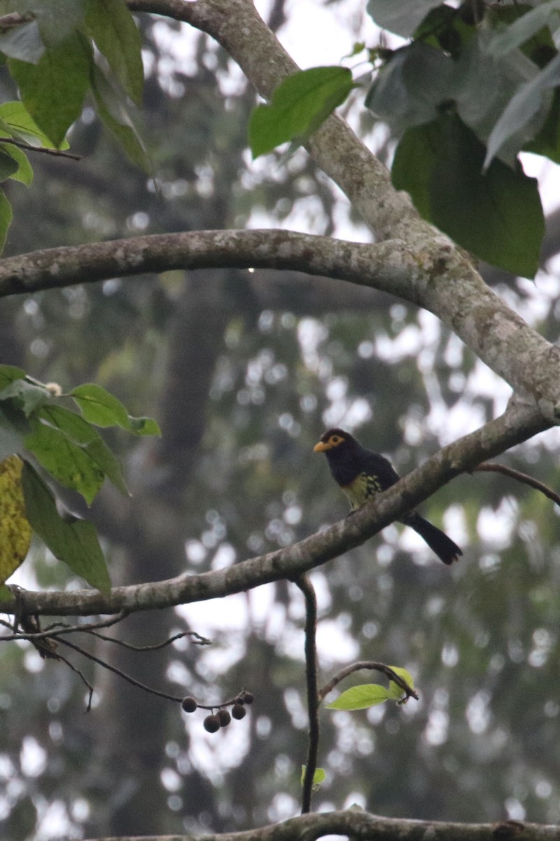 Gelbschnabel-Bartvogel (purpuratus/elgonensis) - ML309656561