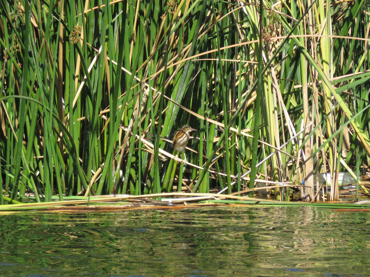 Least Bittern - ML30965751