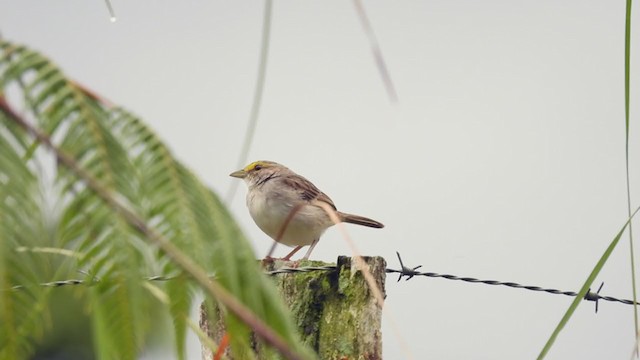 Yellow-browed Sparrow - ML309657611