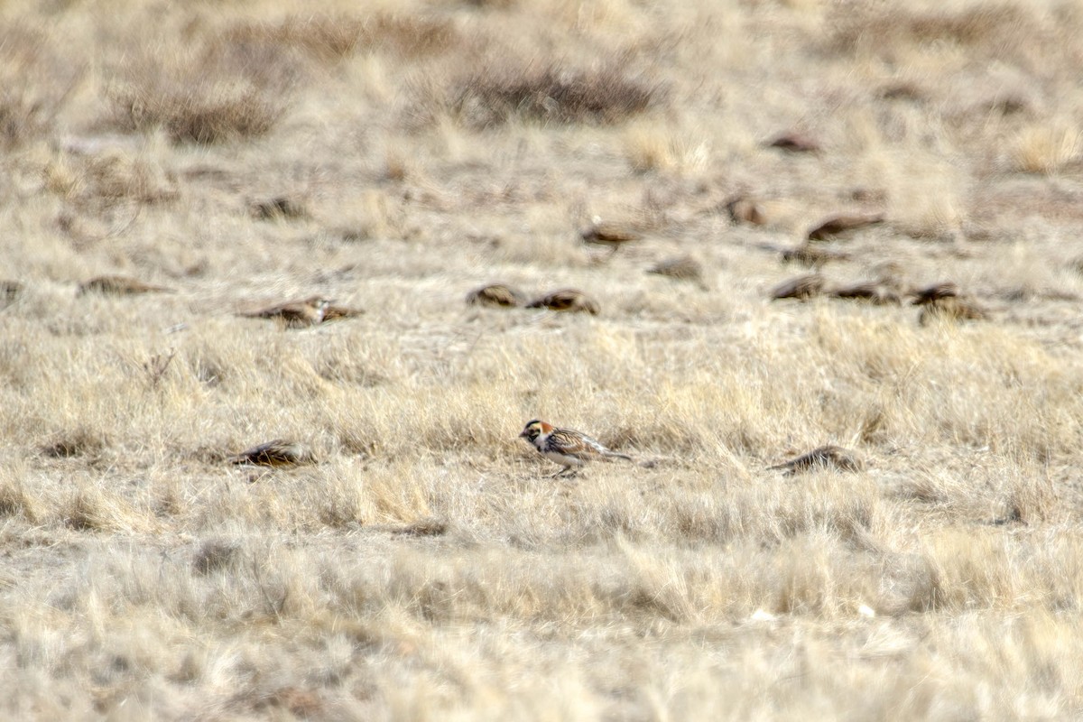 Lapland Longspur - ML309658771