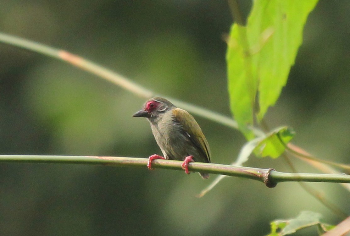 African Piculet - simon walkley