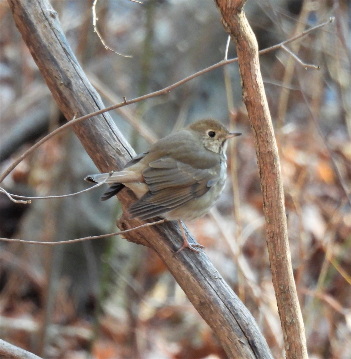 Hermit Thrush - ML309659081