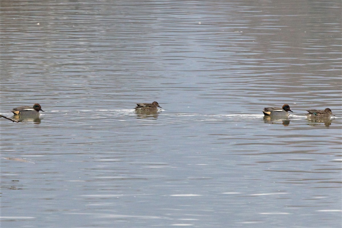 Green-winged Teal (Eurasian) - ML309660251