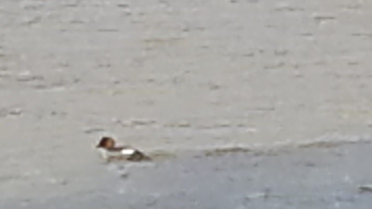 Common Goldeneye - ML309661231