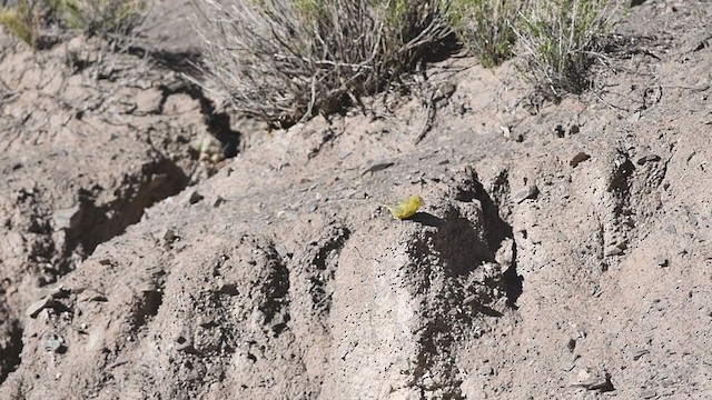 Greenish Yellow-Finch - ML309661981