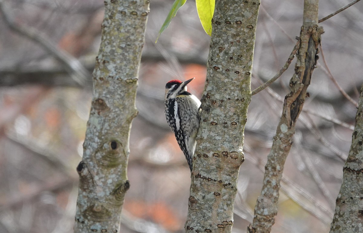 Yellow-bellied Sapsucker - ML309663851