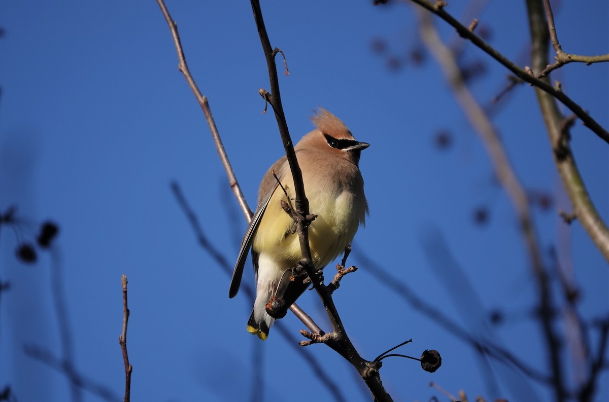 Cedar Waxwing - ML309664031
