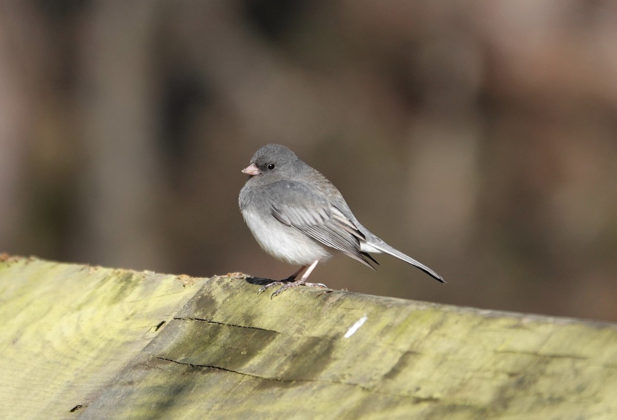 Dark-eyed Junco - ML309664051