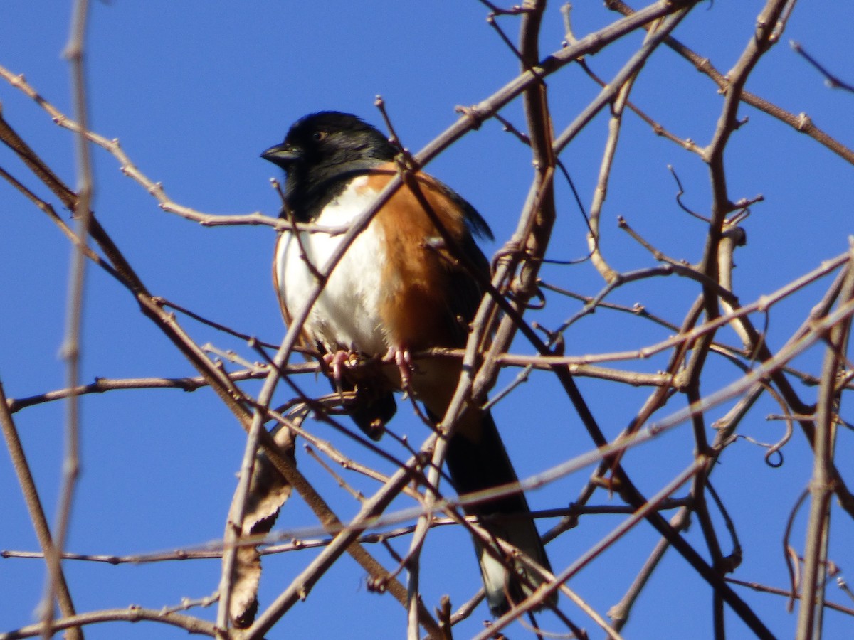 Eastern Towhee - ML309664511