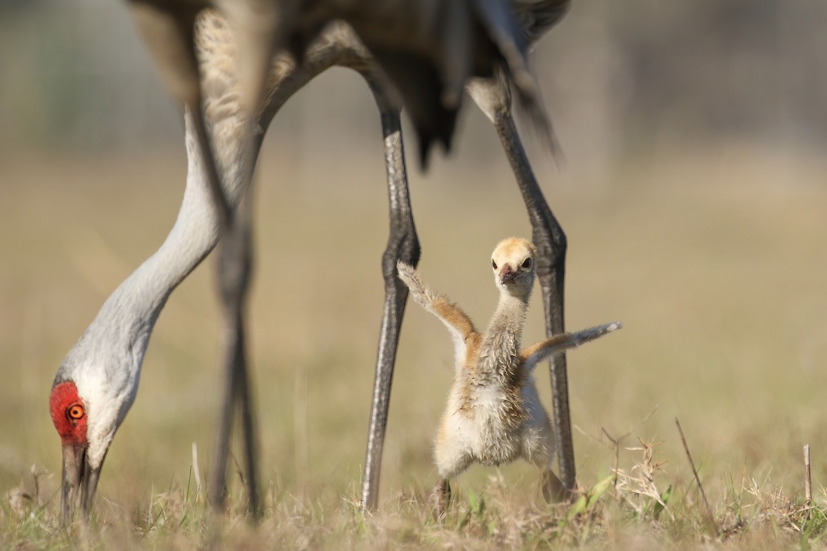 Sandhill Crane - ML309666411