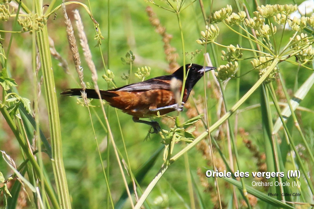 Orchard Oriole - ML309666551