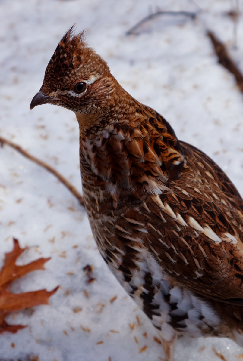 Ruffed Grouse - ML309666751