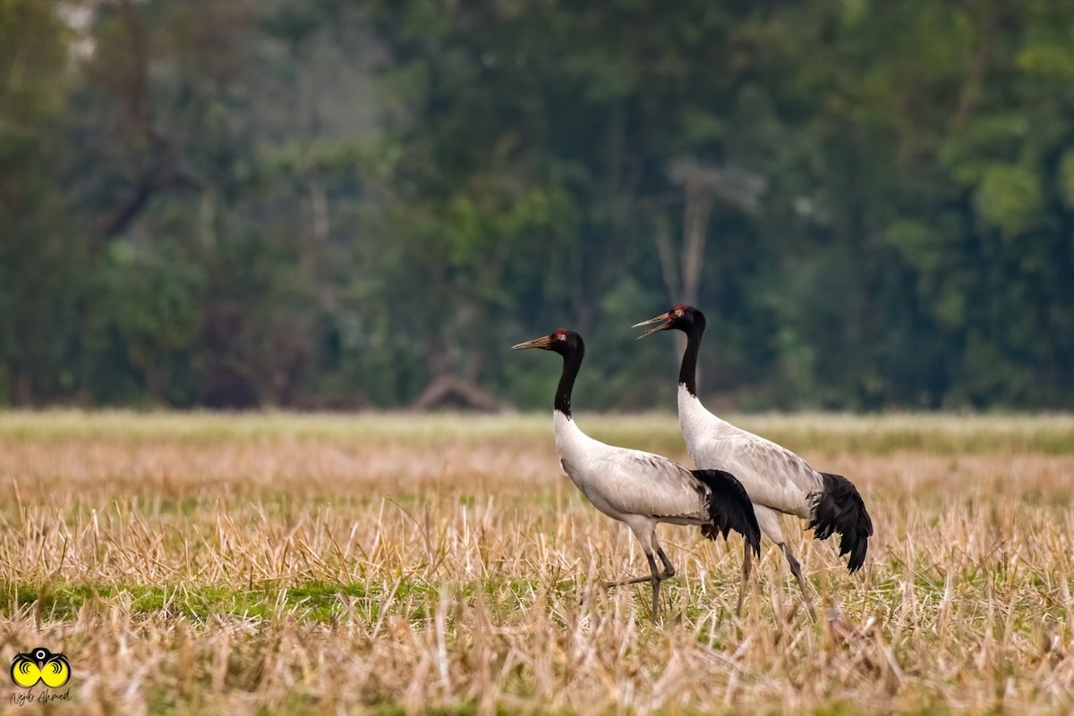 Black-necked Crane - NEJIB AHMED