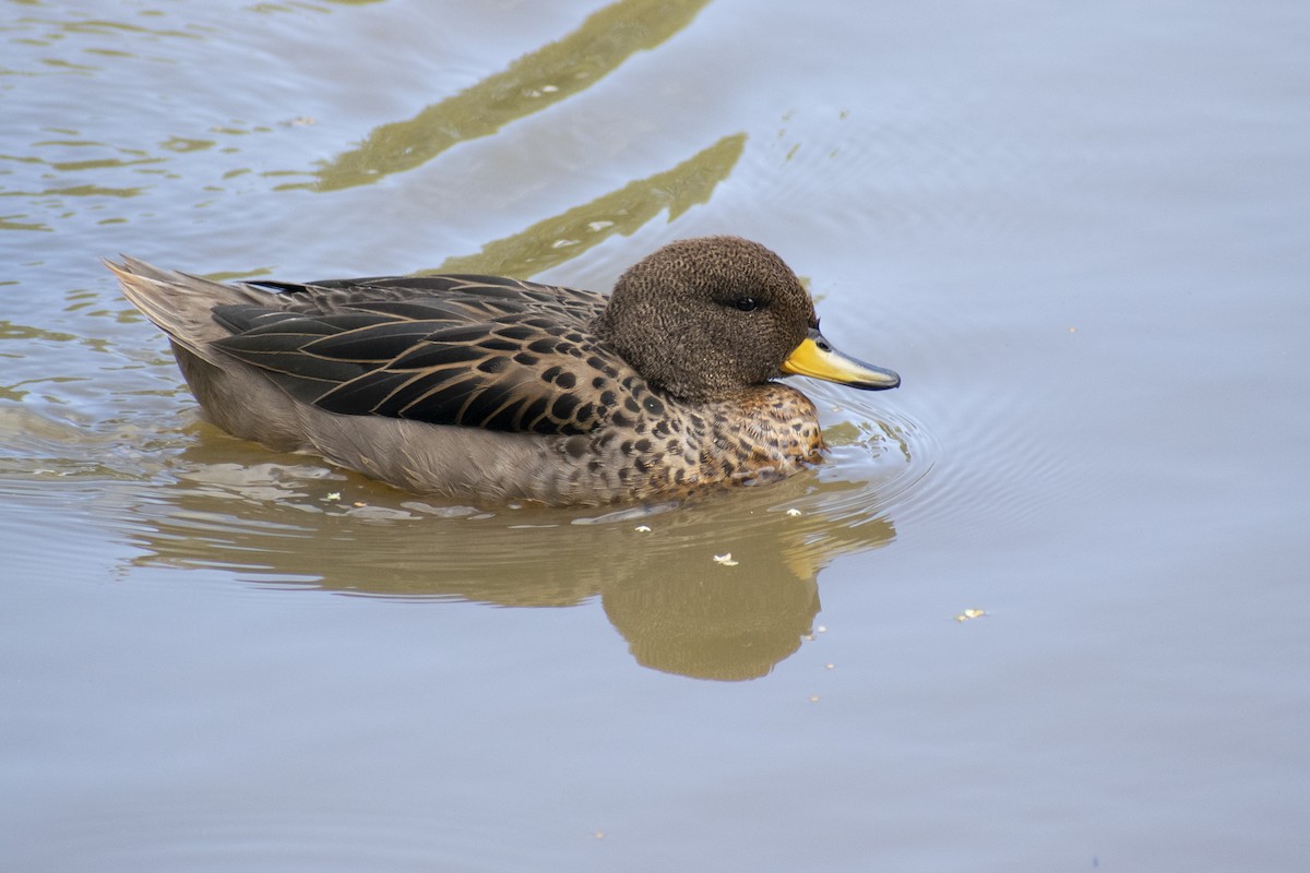 Yellow-billed Teal - ML309667821