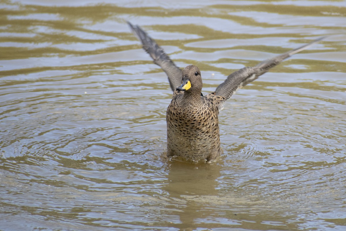 Yellow-billed Teal - ML309667881