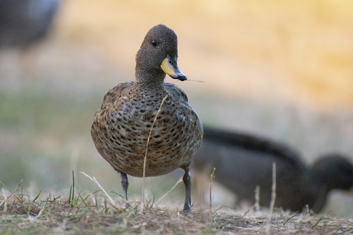 Yellow-billed Teal - Daniela Diaz