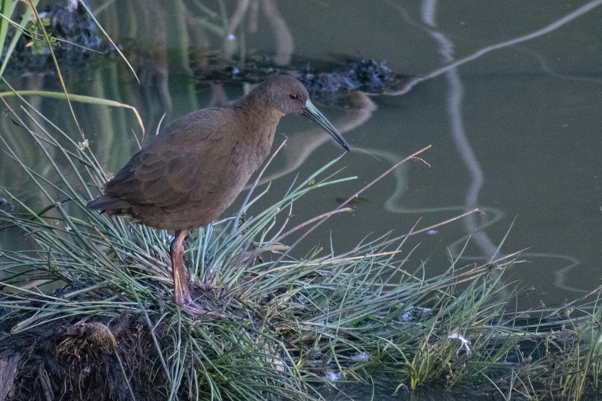 Plumbeous Rail - Daniela Diaz