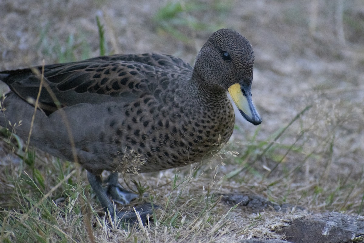 Yellow-billed Teal - ML309667991