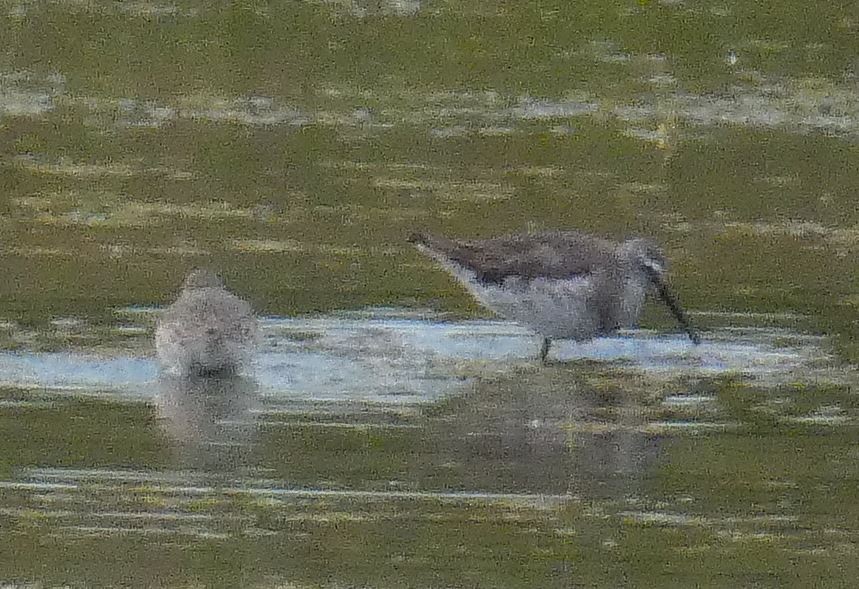 Stilt Sandpiper - ML309668191