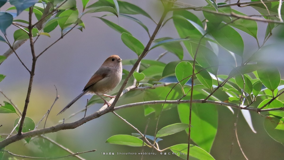 Vinous-throated Parrotbill - ML309668821