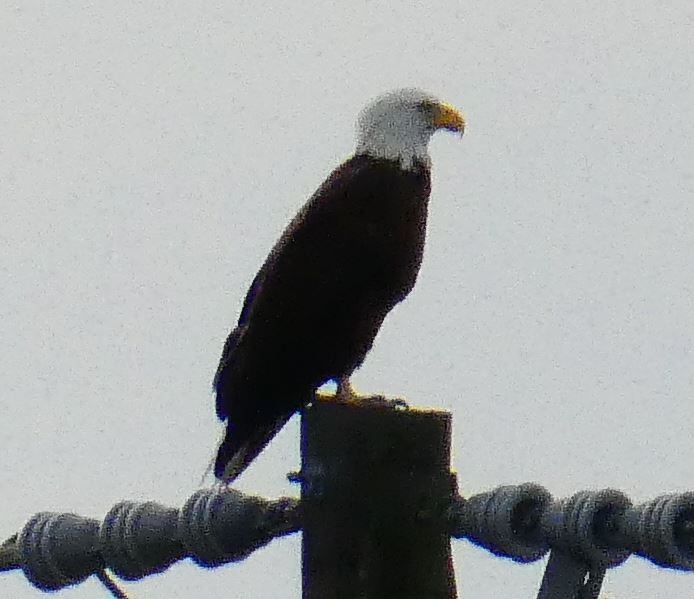 Bald Eagle - ML309670981