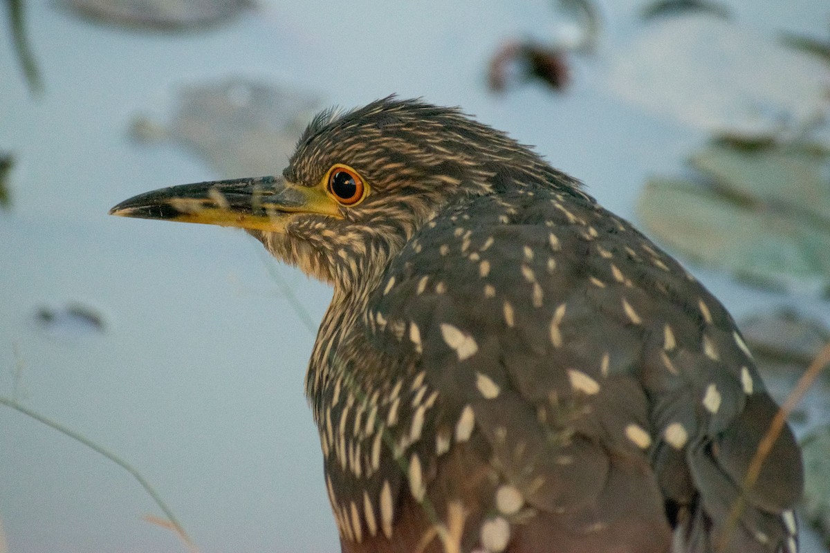 Black-crowned Night Heron - ML309671751